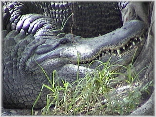 ALLIGATOR 0100